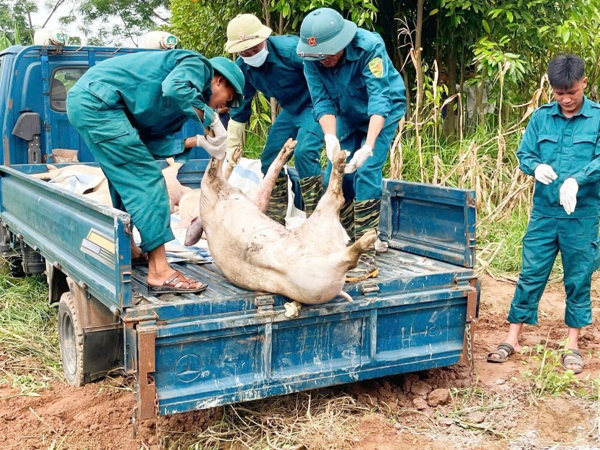 Nhiều hộ chăn nuôi điêu đứng do dịch tả lợn Châu Phi. Ảnh: Thanh Tiến.