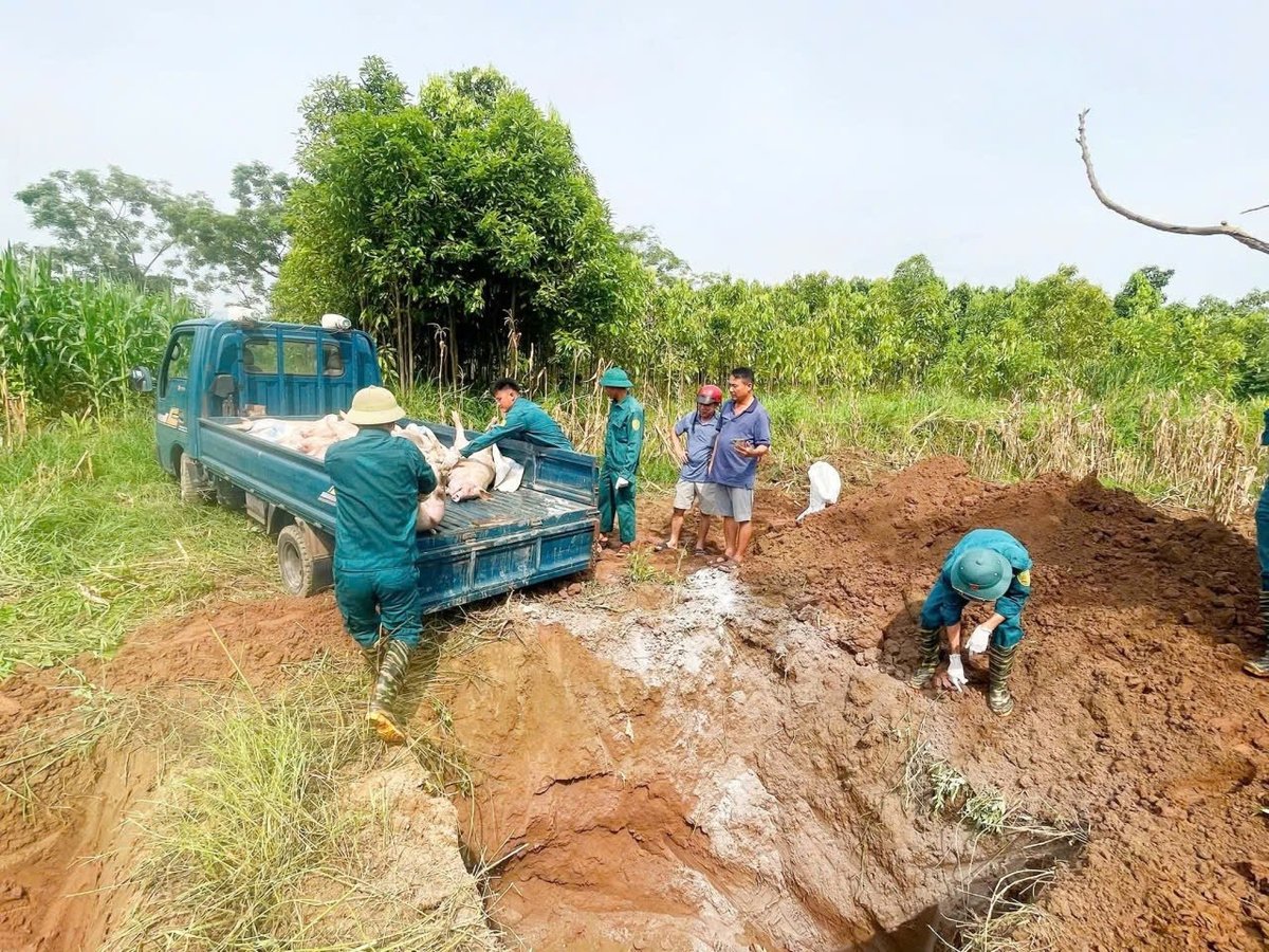 Số hộ dân có lợn bị nhiễm bệnh phải tiêu hủy tại nhiều địa phương vẫn tiếp tục gia tăng. Ảnh: Thanh Tiến.