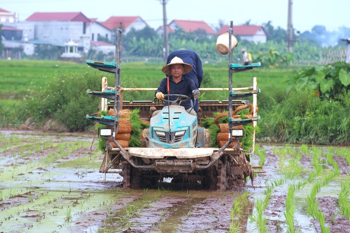 Mỗi mùa vụ, ông Phạm Thanh Tâm sẽ cầm lái máy cấy từ sáng sớm đến tận tối muộn. Ảnh: Phạm Hiếu.