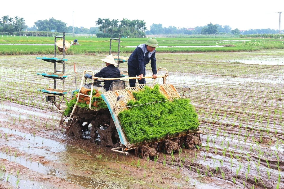 Làm lúa cơ giới hóa, mọi khâu đều gắn với nước từ gieo sạ, cấy máy, làm cỏ đến bón phân, phun thuốc… Ảnh: Phạm Hiếu.
