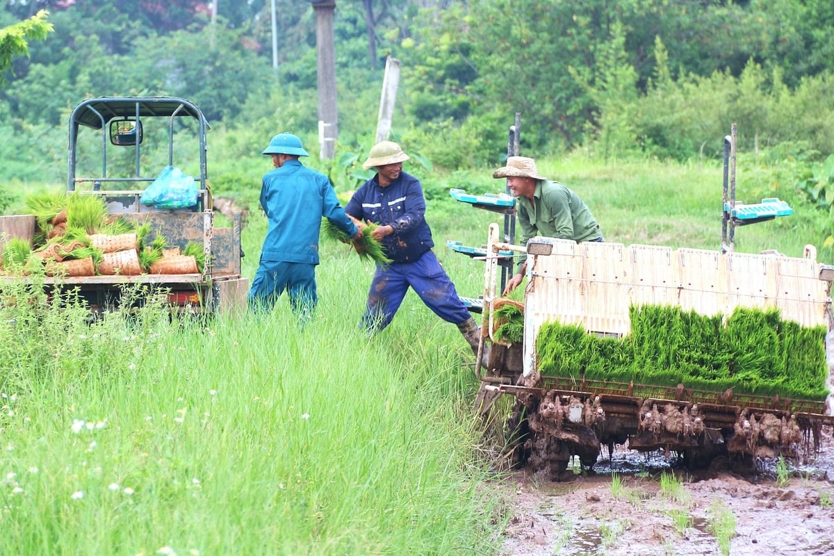 HTX dịch vụ nông nghiệp Nhân Lý hiện đang canh tác hơn 150 ha lúa chất lượng cao. Ảnh: Phạm Hiếu.