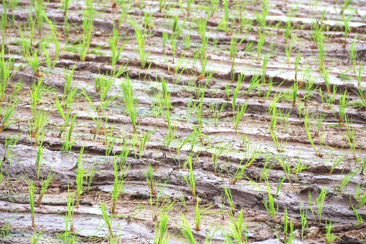 Điều tiết nước đã khó, thiếu một hệ thống thủy lợi đồng bộ lại càng khó gấp bội. Ảnh: Phạm Hiếu.