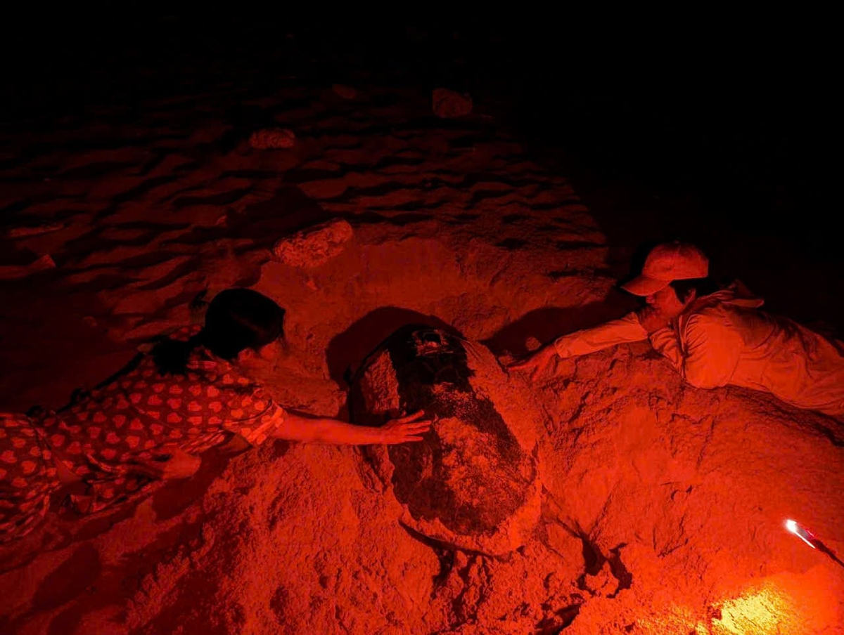 The young took care of turtles nesting (midwifery assistance). Photo: MP.