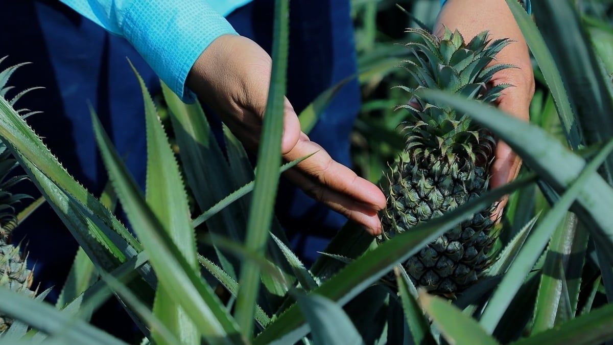 Pineapple is especially well-suited to dry climates. Photo: VAN.