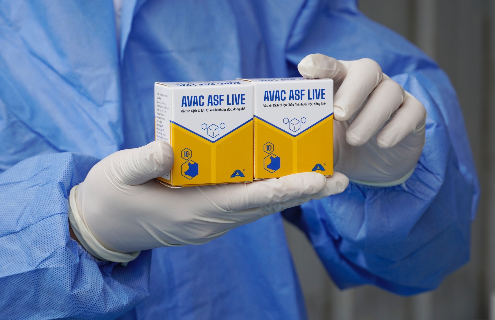Vaccine dịch tả lợn Châu Phi được đánh giá một cách kỹ lưỡng và thận trọng hơn so với các loại vaccine thông thường. Ảnh: Hồng Thắm.