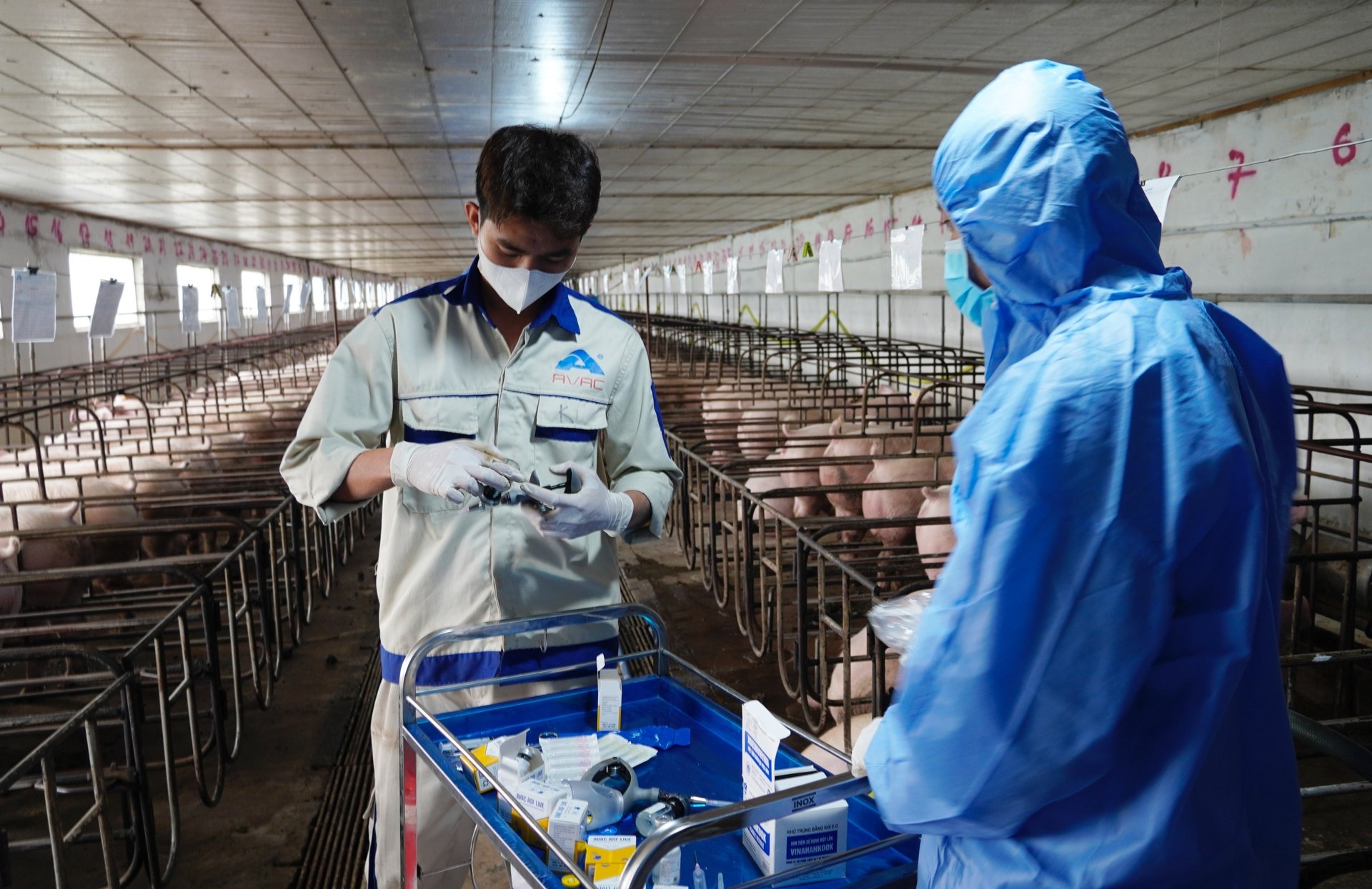 Để sử dụng vaccine ASF an toàn và hiệu quả, cần tuân thủ nghiêm hướng dẫn cụ thể của nhà sản xuất. Ảnh: Hồng Thắm.
