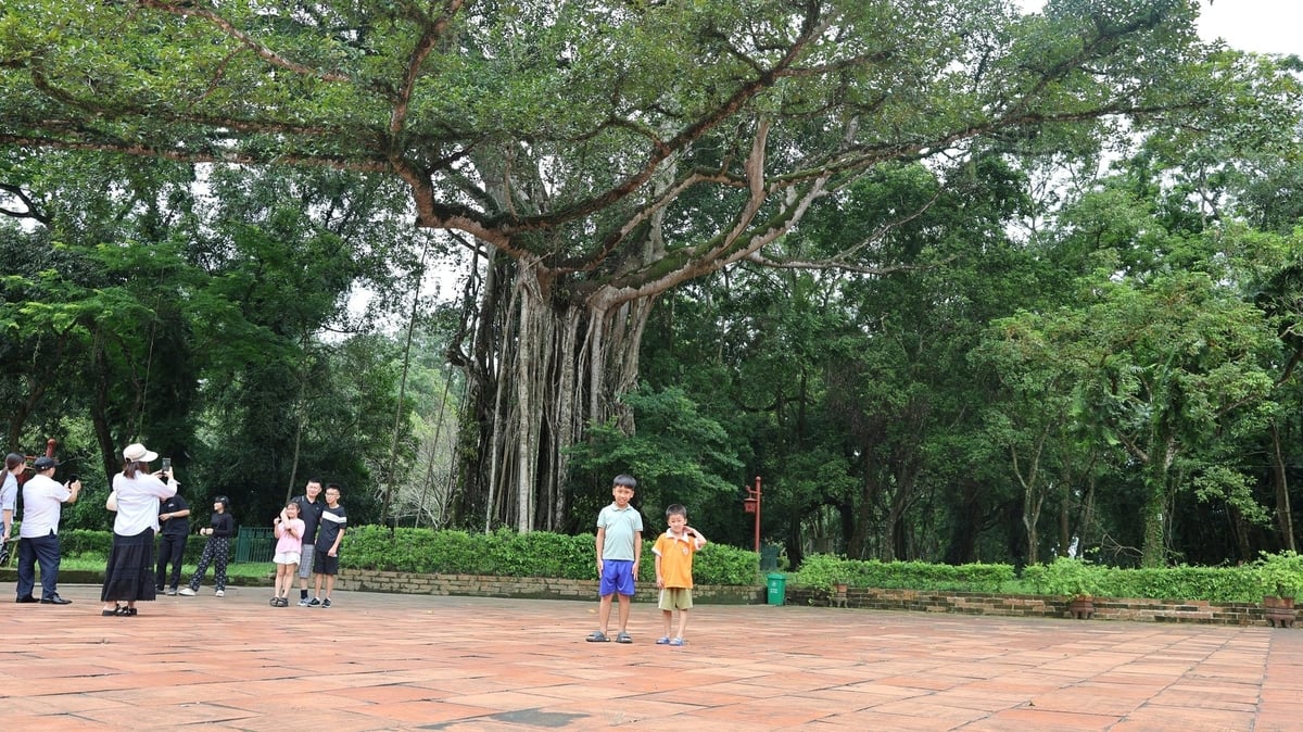 Du khách thích thú chiêm ngưỡng Cây di sản Đa - Thị tuổi đời 300 năm. Ảnh: Thanh Tâm Du khách thích thú chiêm ngưỡng Cây di sản Đa - Thị tuổi đời 300 năm. Ảnh: Thanh Tâm