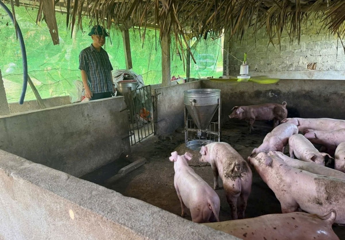 Dịch bệnh bùng phát cả trên cây trồng và vật nuôi khiến người nông dân khốn đốn, chính quyền cơ sở thì có phần lúng túng trong công tác dập dịch. Ảnh: Phạm Tuân. Dịch bệnh bùng phát cả trên cây trồng và vật nuôi khiến người nông dân khốn đốn, chính quyền cơ sở thì có phần lúng túng trong công tác dập dịch. Ảnh: Phạm Tuân.