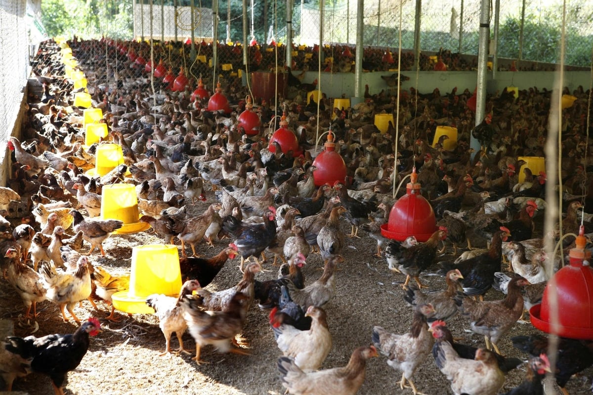 Chăn nuôi phát triển mang lại thu nhập cao cho người dân. Ảnh: Thanh Hùng. Chăn nuôi phát triển mang lại thu nhập cao cho người dân. Ảnh: Thanh Hùng.