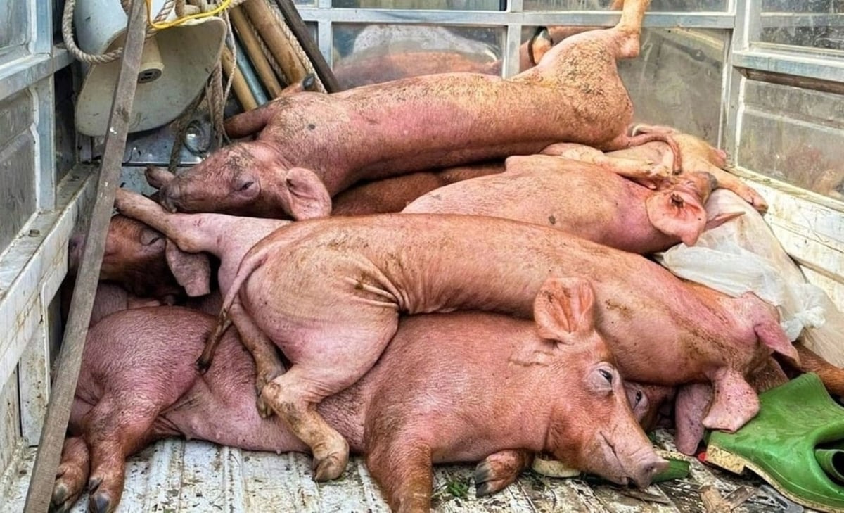 Dịch tả lợn Châu Phi bùng phát mạnh ở nhiều địa phương trên địa bàn tỉnh Nghệ An. Ảnh: Việt Khánh. Dịch tả lợn Châu Phi bùng phát mạnh ở nhiều địa phương trên địa bàn tỉnh Nghệ An. Ảnh: Việt Khánh.