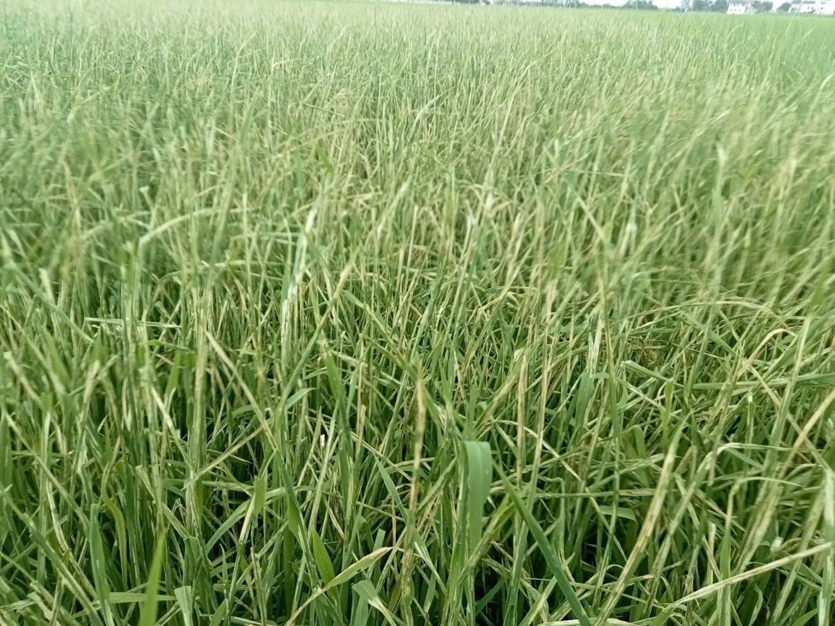 Bệnh trên lúa hè thu ở Nghệ An như sâu cuốn lá, bệnh khô vằn... cũng xuất hiện với tổng diện tích nhiễm bệnh lên đến hơn 5.000ha. Ảnh: Đình Tiệp. Bệnh trên lúa hè thu ở Nghệ An như sâu cuốn lá, bệnh khô vằn... cũng xuất hiện với tổng diện tích nhiễm bệnh lên đến hơn 5.000ha. Ảnh: Đình Tiệp.