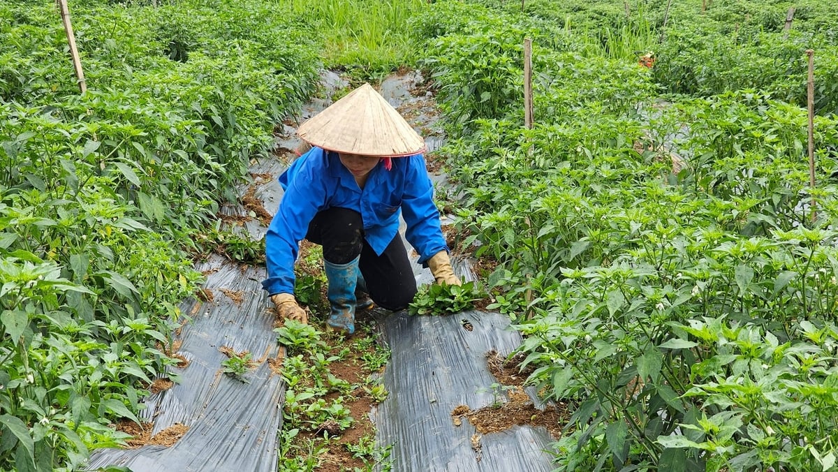Ớt hiện là cây trồng chủ lực ở nhiều địa phương tại Lai Châu. Ảnh: Hải Đăng. Ớt hiện là cây trồng chủ lực ở nhiều địa phương tại Lai Châu. Ảnh: Hải Đăng.
