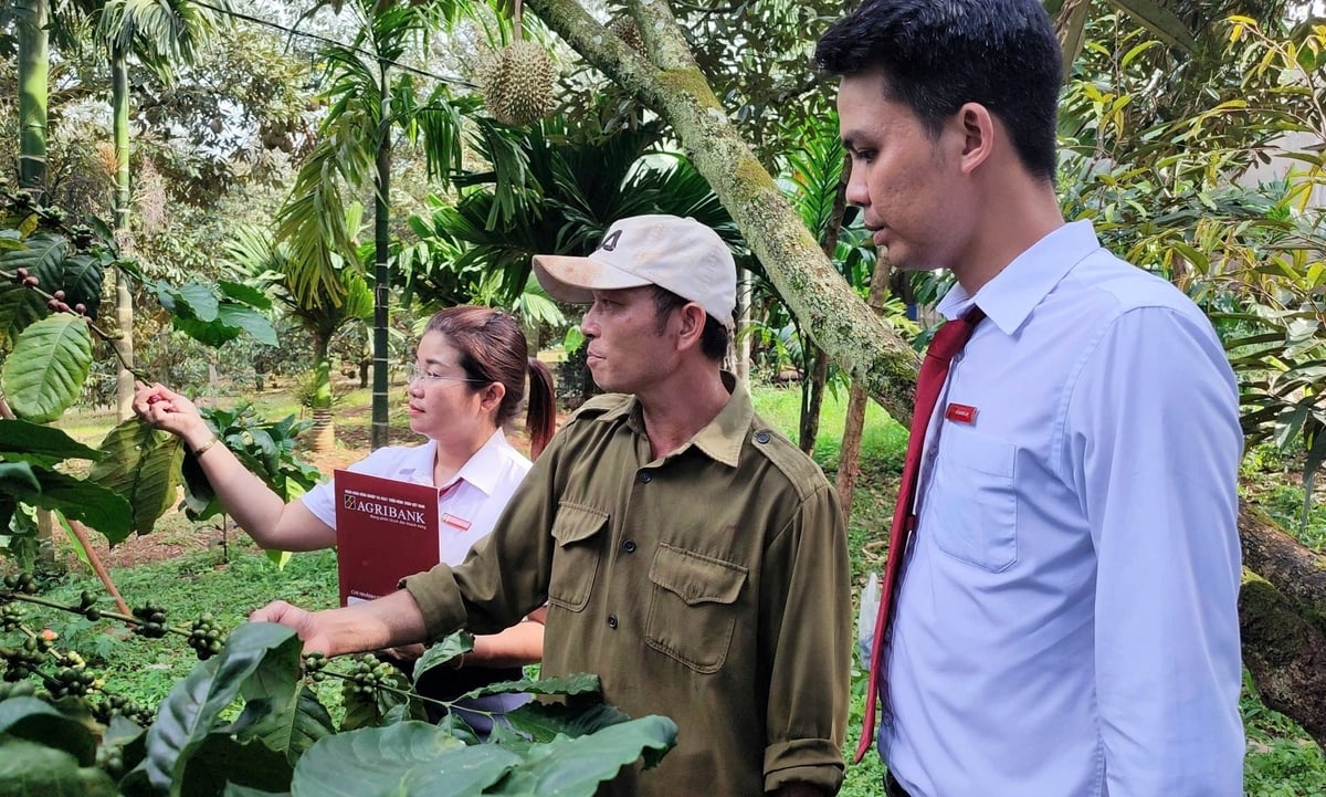 Vốn vay Agribank đã trở thành 'đòn bẩy' quan trọng để bà con đầu tư trồng mới và chăm sóc các loại cây công nghiệp chủ lực như cà phê. Nâng cao năng suất, giảm chi phí, gia tăng giá trị sản phẩm, góp phần giảm nghèo bền vững và nâng cao đời sống vật chất, tinh thần. Ảnh: Tuấn Trần.