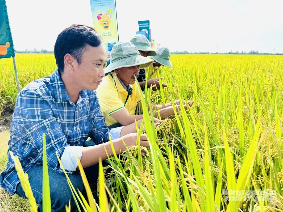 Nông dân xã Định Hòa (An Giang) tham quan ruộng trình diễn mô hình lúa chất lượng cao, giảm phát thải do Trung tâm Khuyến nông tỉnh phối hợp cùng HTX nông nghiệp Thanh Xuân triển khai trong vụ hè thu 2025. Ảnh: Lê Hoàng Vũ. Nông dân xã Định Hòa (An Giang) tham quan ruộng trình diễn mô hình lúa chất lượng cao, giảm phát thải do Trung tâm Khuyến nông tỉnh phối hợp cùng HTX nông nghiệp Thanh Xuân triển khai trong vụ hè thu 2025. Ảnh: Lê Hoàng Vũ.