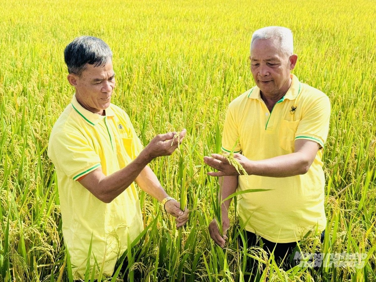 Nông dân trong mô hình áp dụng đồng bộ các kỹ thuật tiến bộ như sạ cụm kết hợp vùi phân, tưới ngập - khô xen kẽ, thu gom rơm rạ, sử dụng phân bón vi sinh và hữu cơ chuyên dùng… Ảnh: Lê Hoàng Vũ. Nông dân trong mô hình áp dụng đồng bộ các kỹ thuật tiến bộ như sạ cụm kết hợp vùi phân, tưới ngập - khô xen kẽ, thu gom rơm rạ, sử dụng phân bón vi sinh và hữu cơ chuyên dùng… Ảnh: Lê Hoàng Vũ.