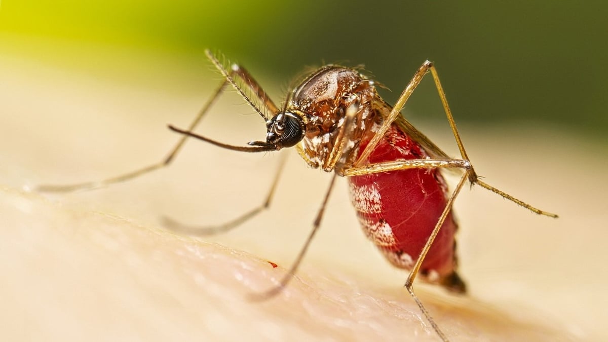 Bộ Y tế cho biết bệnh Chikungunya không lây trực tiếp từ người sang người mà qua muỗi Aedes – cùng loài muỗi truyền bệnh sốt xuất huyết, hoạt động mạnh vào ban ngày. Ảnh: CDC. Bộ Y tế cho biết bệnh Chikungunya không lây trực tiếp từ người sang người mà qua muỗi Aedes – cùng loài muỗi truyền bệnh sốt xuất huyết, hoạt động mạnh vào ban ngày. Ảnh: CDC.