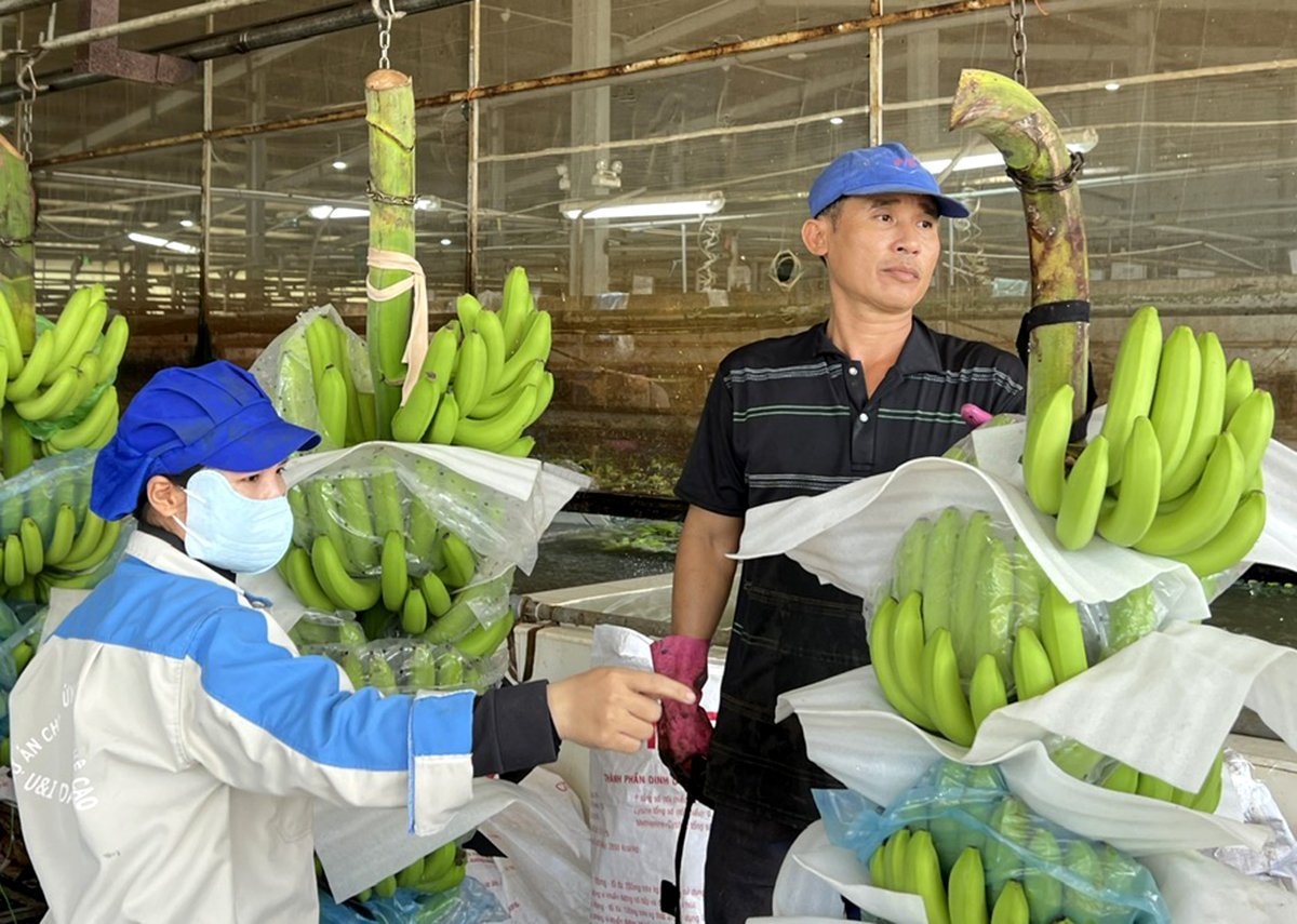 Sản xuất chuối xuất khẩu ở Unifarm. Ảnh: Thanh Sơn.