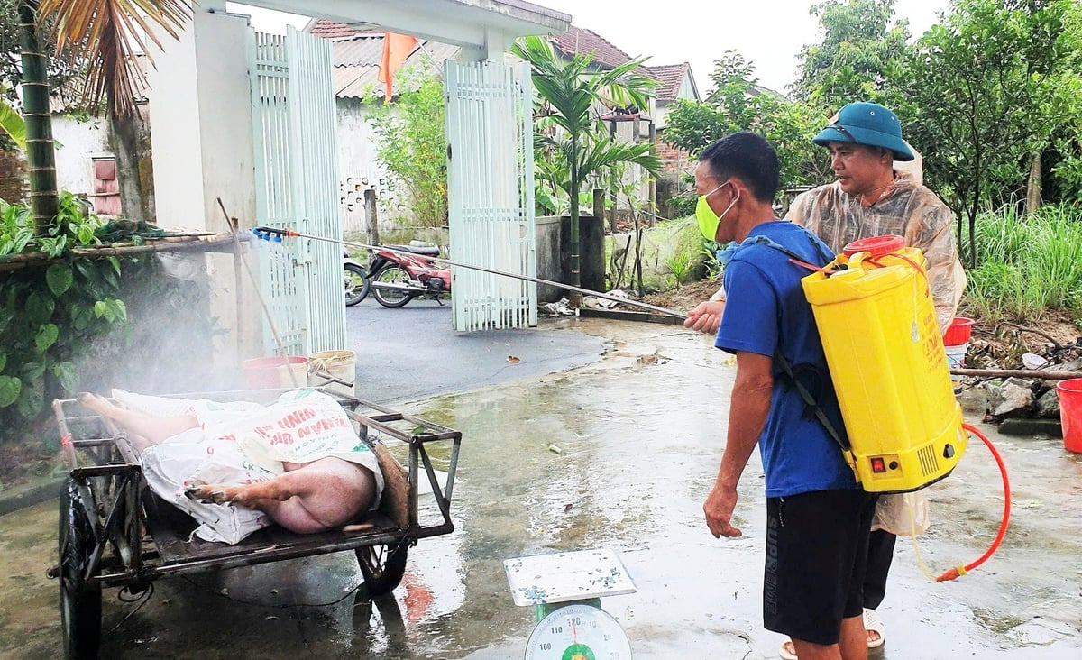 Công tác phòng chống dịch tả lợn Châu Phi tại Hà Tinh hiện gặp rất nhiều khó khăn. Ảnh: Thanh Nga.