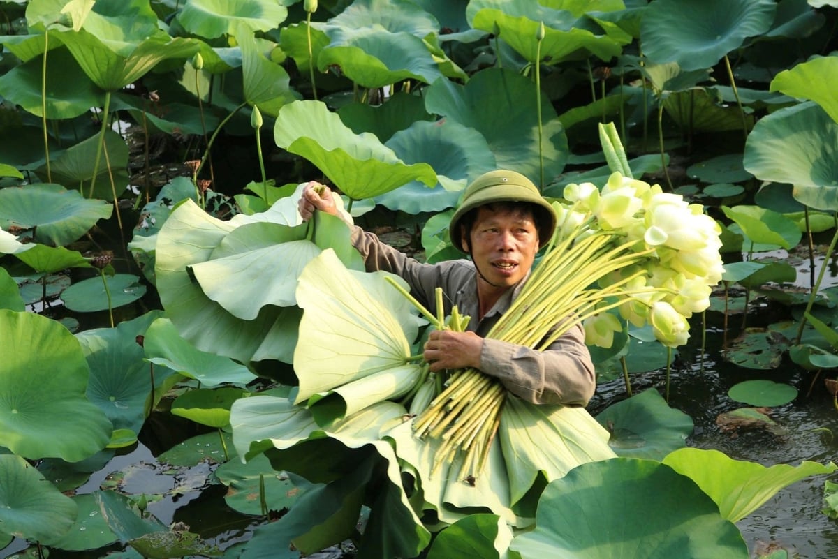 Nông dân thu hái sen ở xã Kim Liên, tỉnh Nghệ An. Ảnh: Kim Tiến.