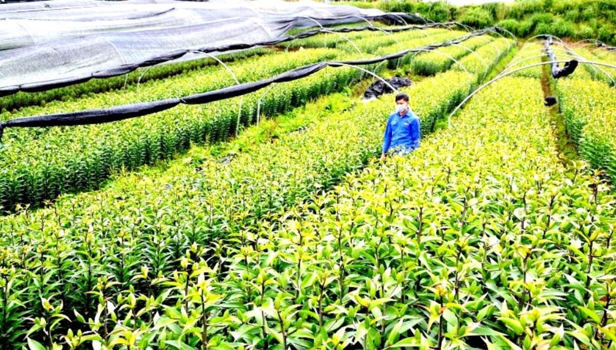 Nông dân phường Sa Pa tập trung phát triển các sản phẩm nông nghiệp hàng hóa chất lượng cao. Ảnh: Quốc Hồng. Nông dân phường Sa Pa tập trung phát triển các sản phẩm nông nghiệp hàng hóa chất lượng cao. Ảnh: Quốc Hồng.