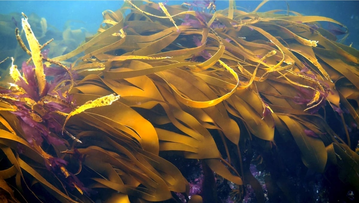 Các khu rừng tảo bẹ (kelp) trải dài dọc bờ biển Canada có tiềm năng đóng góp cho giải pháp carbon xanh dương. Ảnh: Nhóm nghiên cứu Đại học Victoria. Các khu rừng tảo bẹ (kelp) trải dài dọc bờ biển Canada có tiềm năng đóng góp cho giải pháp carbon xanh dương. Ảnh: Nhóm nghiên cứu Đại học Victoria.