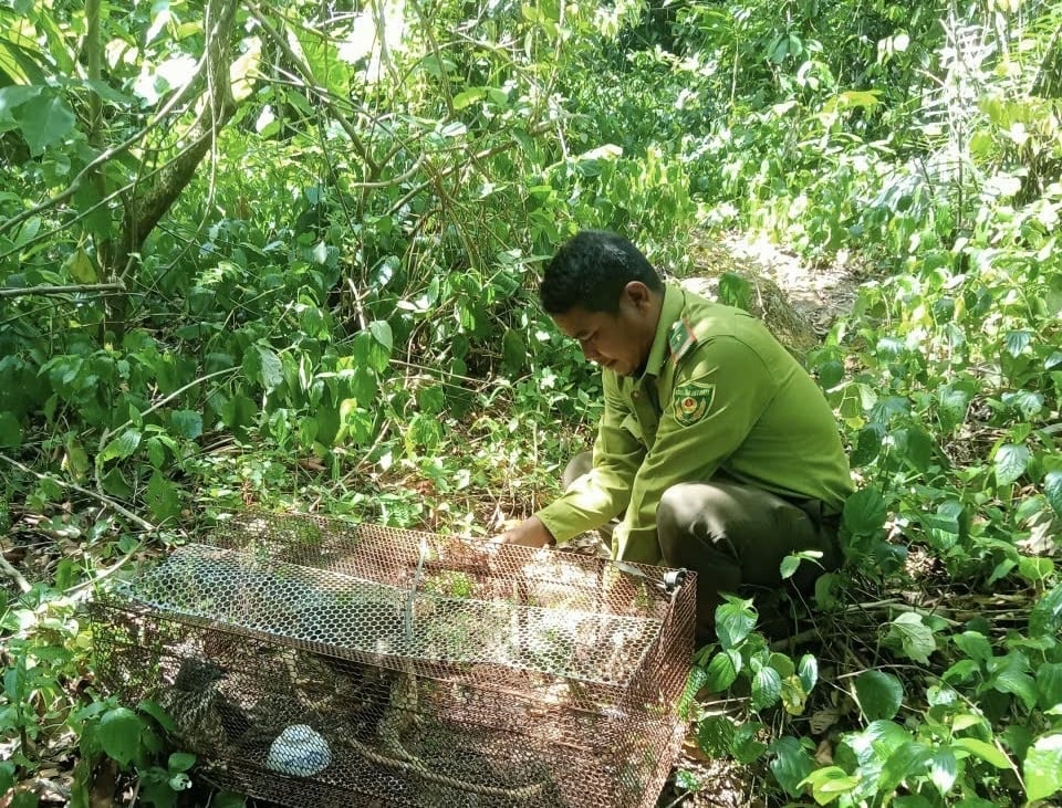 Lực lượng chức năng đã thả diều hâu về rừng tự nhiên. Ảnh: CTV. Lực lượng chức năng đã thả diều hâu về rừng tự nhiên. Ảnh: CTV.