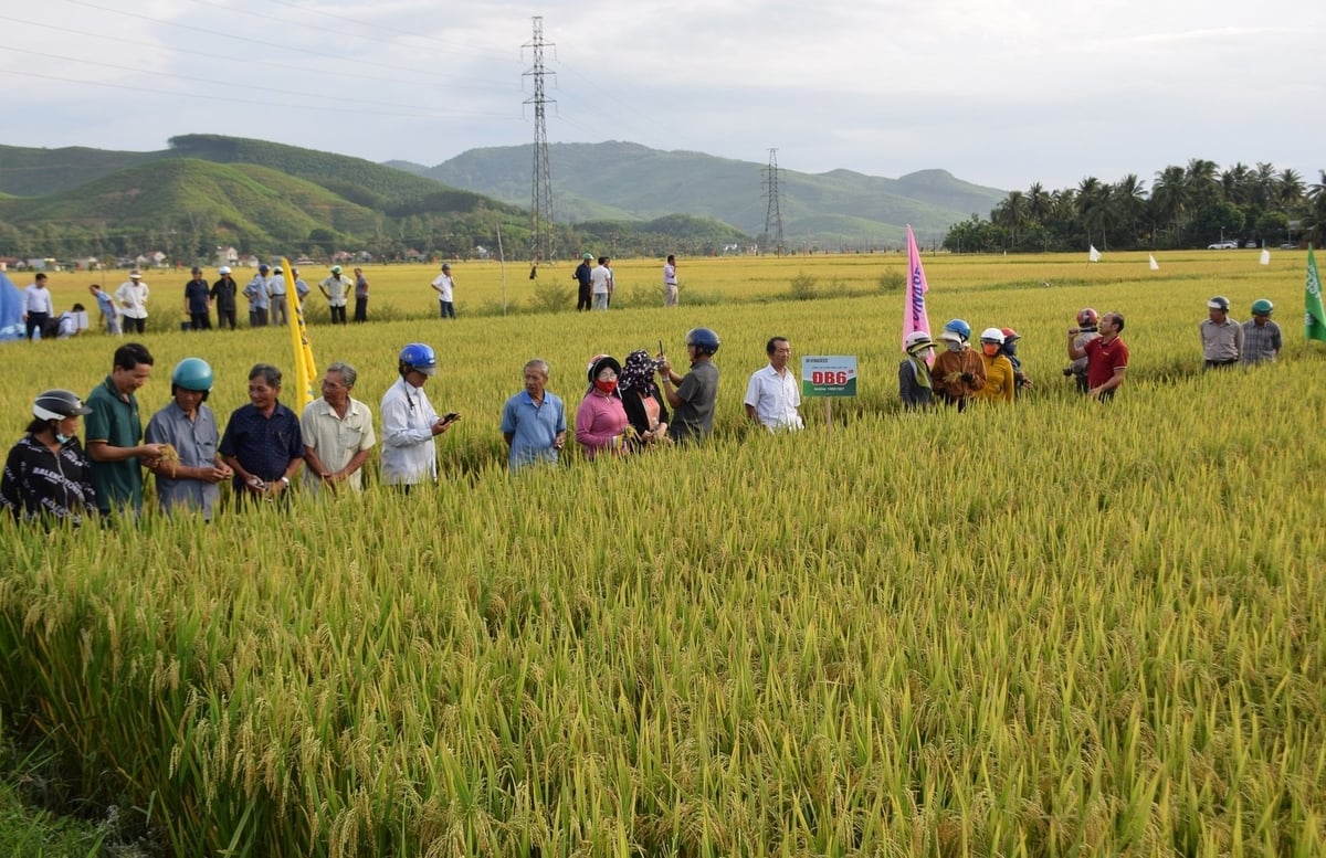 Nông dân tham quan cánh đồng lúa ĐB6 tại thôn Hà Tây (xã Ân Tường, Gia Lai). Ảnh: V.Đ.T. Nông dân tham quan cánh đồng lúa ĐB6 tại thôn Hà Tây (xã Ân Tường, Gia Lai). Ảnh: V.Đ.T.