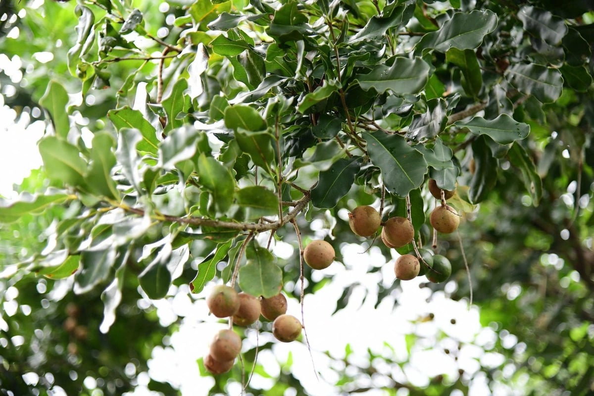 Những năm qua cây mắc ca đã giúp nhiều nông dân vùng sâu, vùng xa, vùng đặc biệt khó khăn thoát nghèo. Ảnh: VL. Những năm qua cây mắc ca đã giúp nhiều nông dân vùng sâu, vùng xa, vùng đặc biệt khó khăn thoát nghèo. Ảnh: VL.