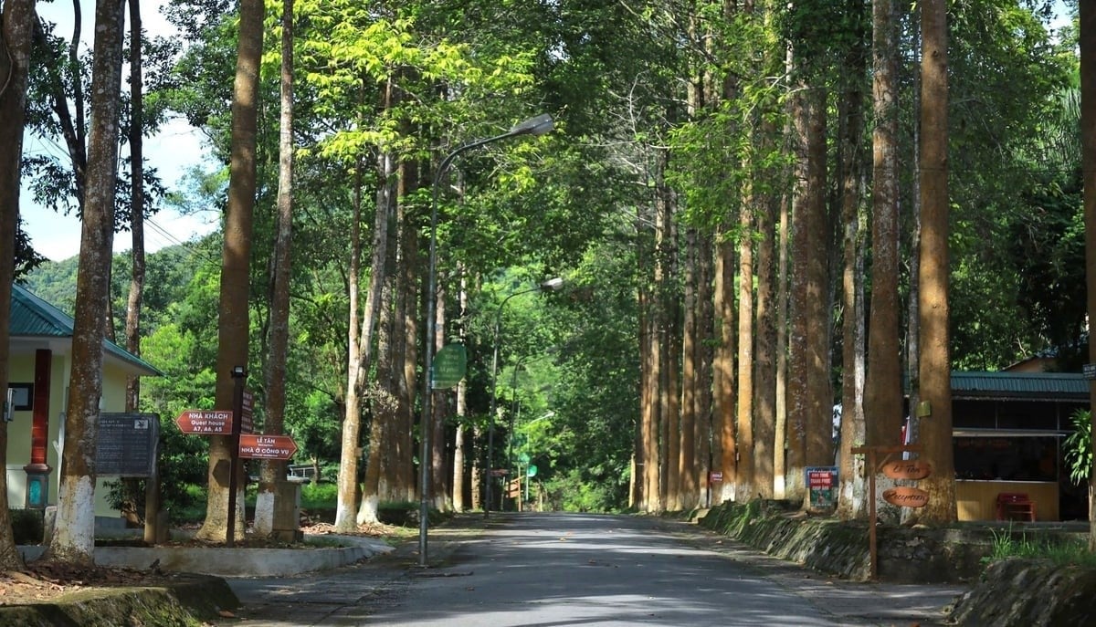 Possessing a vast forest area enables Nghe An to generate substantial service revenue. Photo: Ngoc Linh.