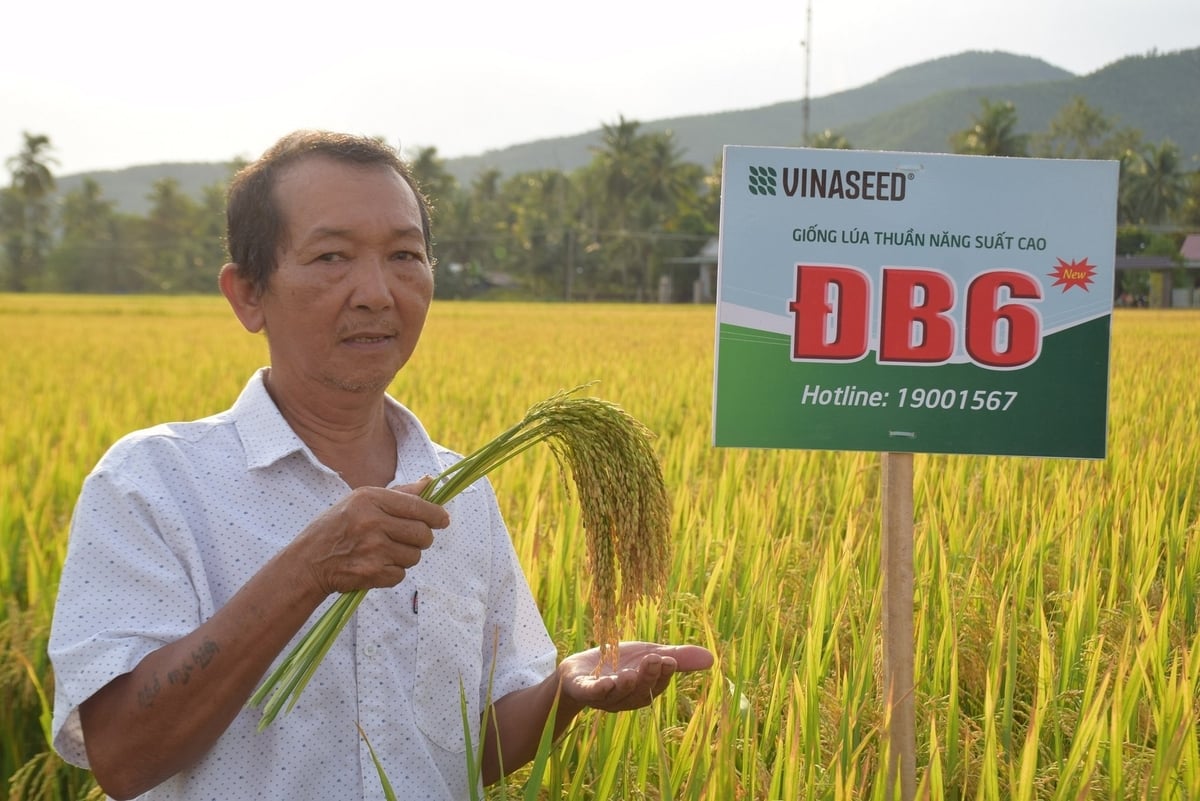 Nông dân Nguyễn Tấn Khuê ở thôn Hà Tây (xã Ân Tường, Gia Lai) bên ruộng lúa ĐB6 của mình. Ảnh: V.Đ.T. Nông dân Nguyễn Tấn Khuê ở thôn Hà Tây (xã Ân Tường, Gia Lai) bên ruộng lúa ĐB6 của mình. Ảnh: V.Đ.T.