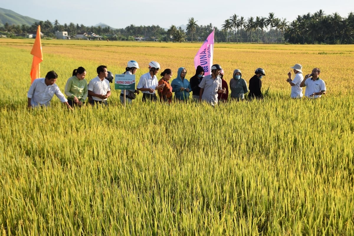 Nông dân tham quan cánh đồng lúa Hương Châu 6 tại HTX Nông nghiệp Hoài Hương (phường Hoài Nhơn Đông, Gia Lai). Ảnh:V.Đ.T. Nông dân tham quan cánh đồng lúa Hương Châu 6 tại HTX Nông nghiệp Hoài Hương (phường Hoài Nhơn Đông, Gia Lai). Ảnh:V.Đ.T.