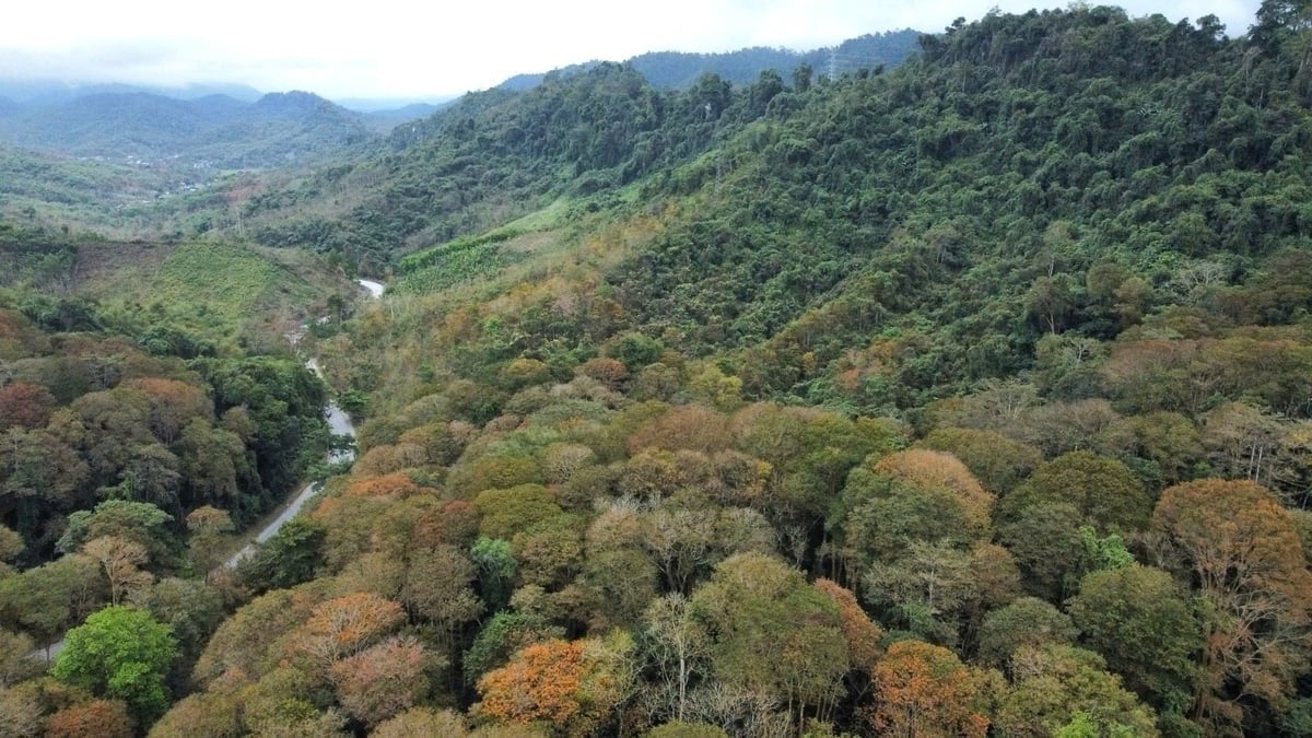 Nghe An's forests are developing stably, with biodiversity and forest cover continuously increasing. Photo: Ngoc Linh.