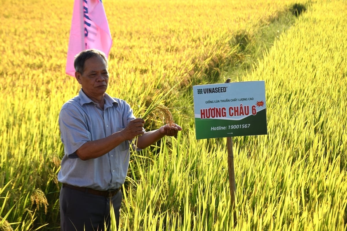 Nông dân đang 'thưởng ngoạn' lúa Hương Châu 6 tại HTX Nông nghiệp Hoài Hương. Ảnh: V.Đ.T. Nông dân đang 'thưởng ngoạn' lúa Hương Châu 6 tại HTX Nông nghiệp Hoài Hương. Ảnh: V.Đ.T.