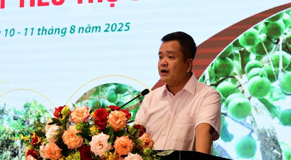 Ông Nguyễn Hà Lộc, Phó Giám đốc Sở Nông nghiệp và Môi trường tỉnh Lâm Đồng cho biết, tỉnh sẽ quy hoạch vùng trồng mắc ca phù hợp, tổ chức sản xuất theo vùng nguyên liệu tập trung gắn với doanh nghiệp, xây dựng chuỗi liên kết bền vững. Ảnh: VL. Ông Nguyễn Hà Lộc, Phó Giám đốc Sở Nông nghiệp và Môi trường tỉnh Lâm Đồng cho biết, tỉnh sẽ quy hoạch vùng trồng mắc ca phù hợp, tổ chức sản xuất theo vùng nguyên liệu tập trung gắn với doanh nghiệp, xây dựng chuỗi liên kết bền vững. Ảnh: VL.