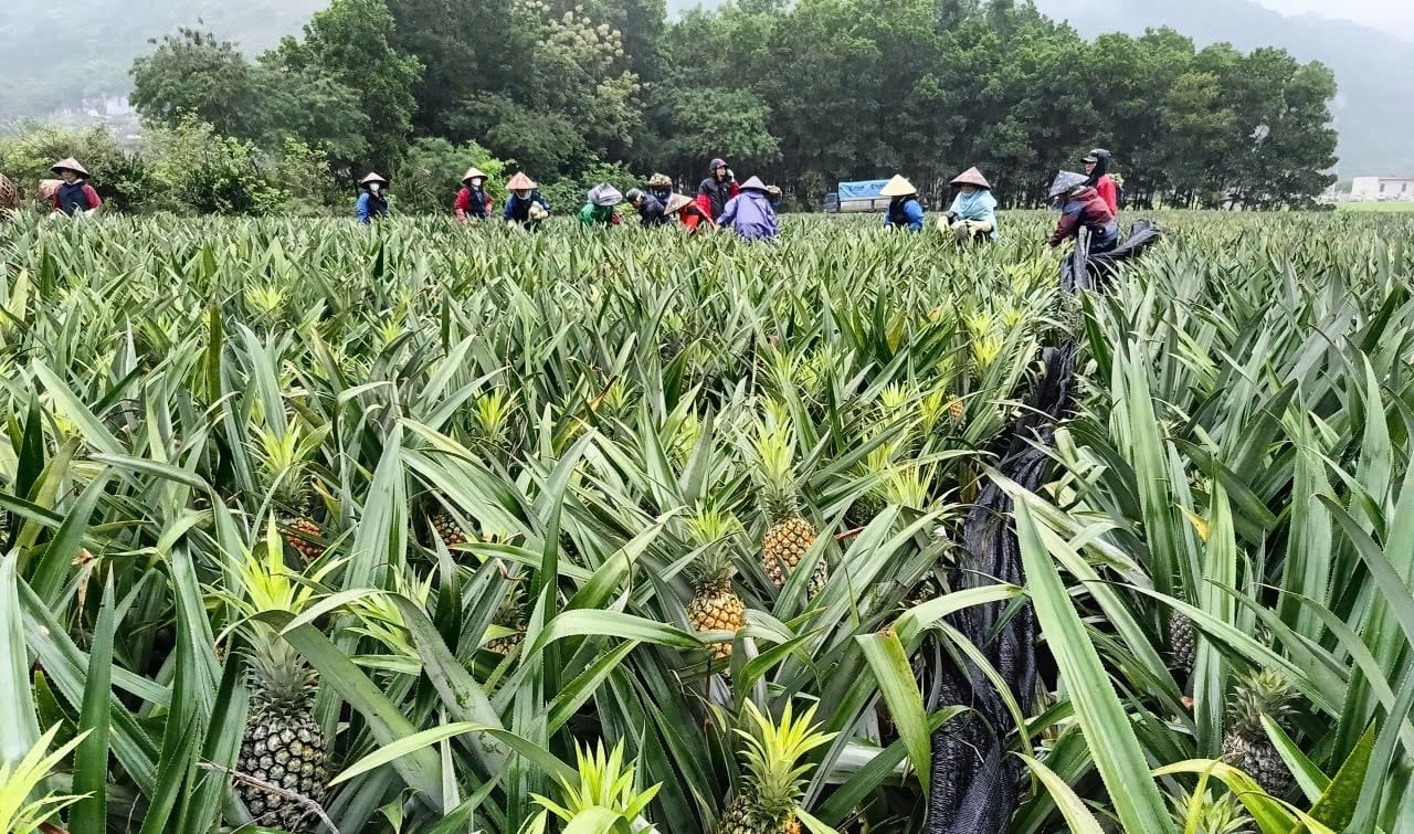 Dứa là cây trồng truyền thống, sản phẩm đặc trưng của Công ty TNHH MTV Bò sữa Thống Nhất Thanh Hóa. Ảnh: Quốc Toản. Dứa là cây trồng truyền thống, sản phẩm đặc trưng của Công ty TNHH MTV Bò sữa Thống Nhất Thanh Hóa. Ảnh: Quốc Toản.