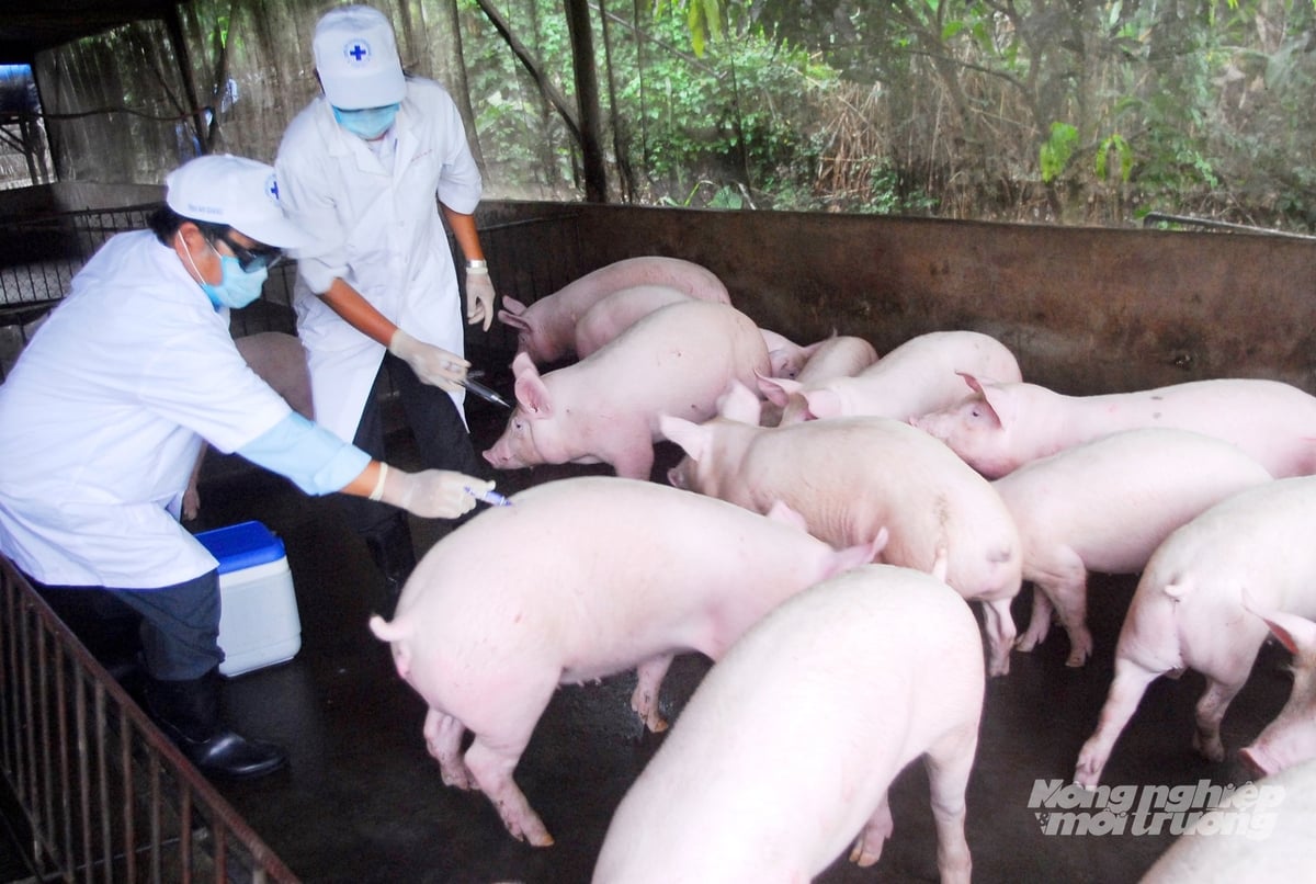 Cán bộ thú y An Giang thực hiện tiêm phòng dịch tả heo Châu Phi cho đàn heo tại cơ sở chăn nuôi nhằm tăng cường miễn dịch và ngăn chặn nguy cơ bùng phát dịch bệnh. Ảnh: Lê Hoàng Vũ.
