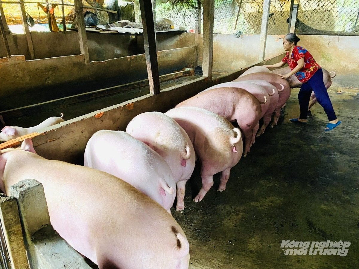 Người dân chăm sóc đàn heo tại trang trại xã Chợ Mới, tỉnh An Giang với ý thức chủ động phòng bệnh, đảm bảo vệ sinh chuồng trại và an toàn sinh học. Ảnh: Lê Hoàng Vũ.