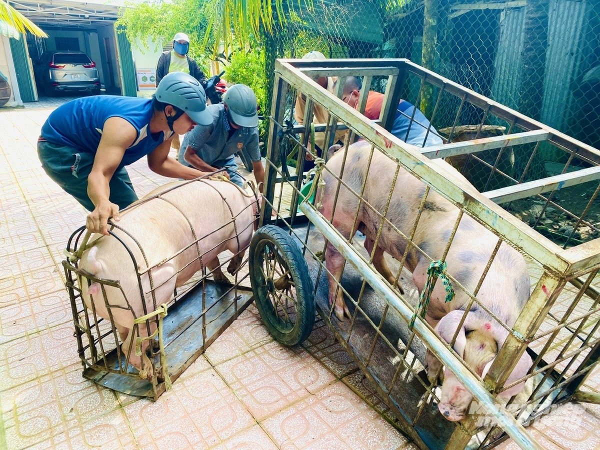 Người dân vận chuyển heo đi tiêu thụ bằng lồng sắt theo đúng quy định, giúp kiểm soát dịch bệnh hiệu quả từ nơi chăn nuôi đến điểm bán. Ảnh: Lê Hoàng Vũ.