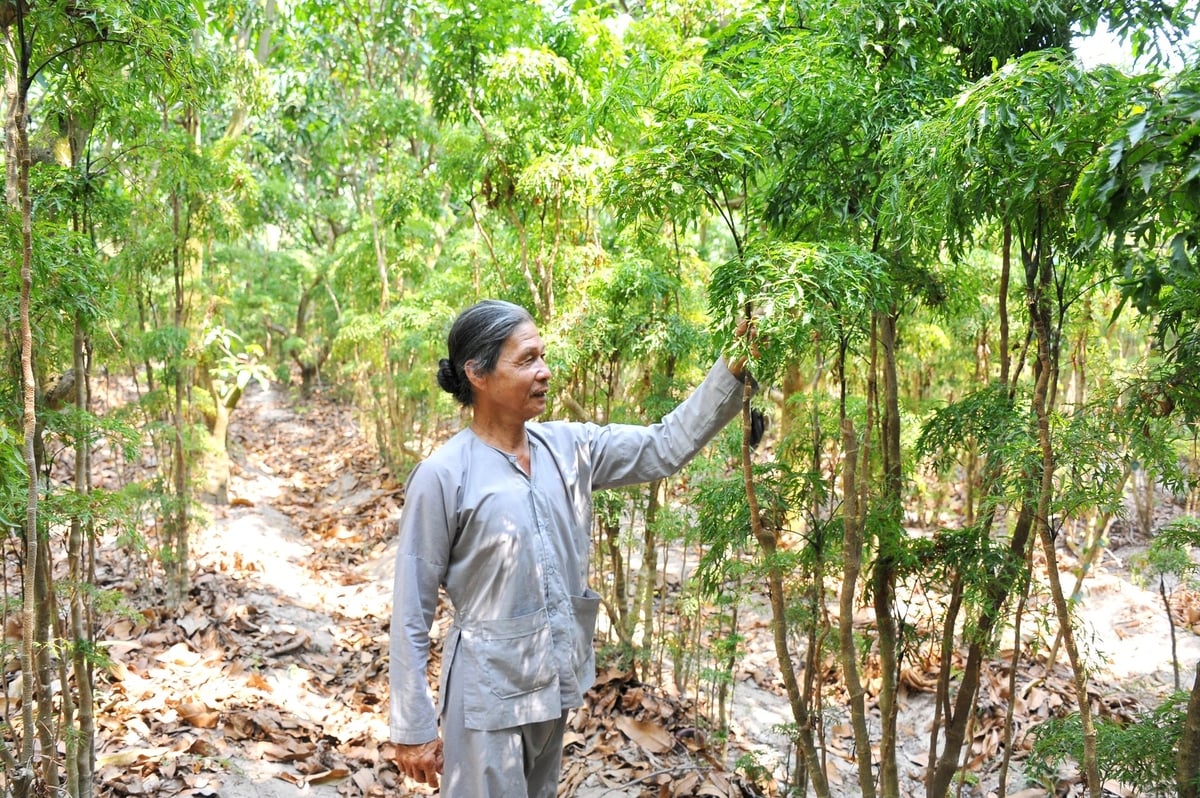 Ông Nguyễn Minh Đức (ấp Núi Két, xã Thới Sơn) giới thiệu vườn cây đinh lăng phát triển tốt dưới tán rừng – mô hình trồng dược liệu dưới tán rừng đang mở ra cơ hội làm giàu từ kinh tế lâm nghiệp kết hợp tại An Giang. Ảnh: Lê Hoàng Vũ. Ông Nguyễn Minh Đức (ấp Núi Két, xã Thới Sơn) giới thiệu vườn cây đinh lăng phát triển tốt dưới tán rừng – mô hình trồng dược liệu dưới tán rừng đang mở ra cơ hội làm giàu từ kinh tế lâm nghiệp kết hợp tại An Giang. Ảnh: Lê Hoàng Vũ.