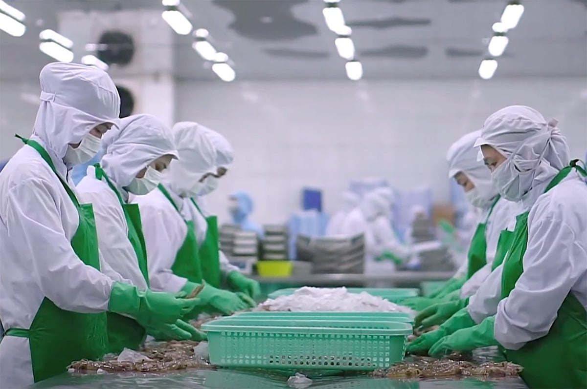 Chế biến tôm xuất khẩu tại một nhà máy ở ĐBSCL. Ảnh: Thanh Sơn.