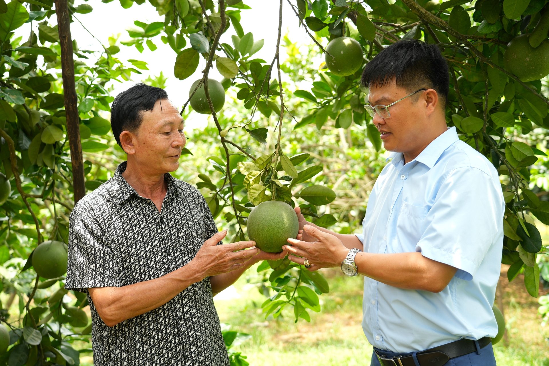 Phó phòng Kinh tế xã Lâm Giang (bên phải) thăm vườn bưởi của gia đình ông Vũ Gia Biên. Ảnh: An Khang. Phó phòng Kinh tế xã Lâm Giang (bên phải) thăm vườn bưởi của gia đình ông Vũ Gia Biên. Ảnh: An Khang.
