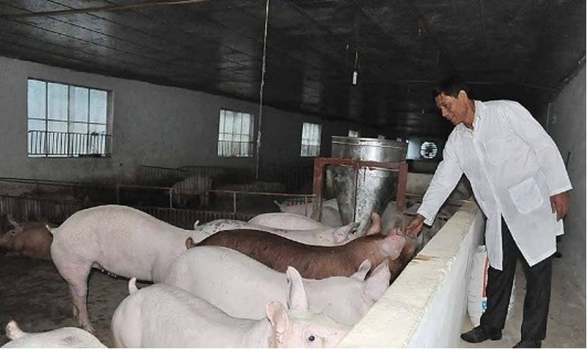 Ông Nguyễn Trọng Long thăm lợn trong chung cư của mình. Ảnh: HL.