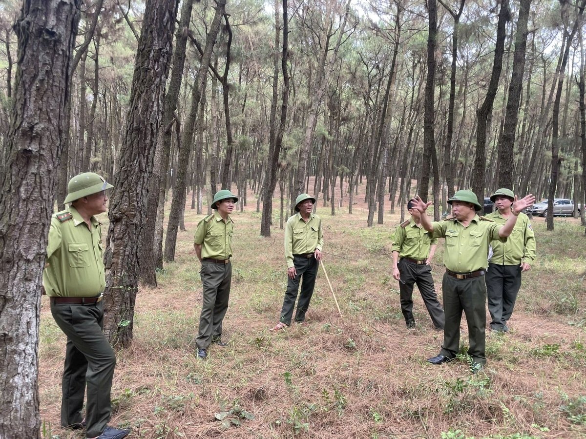 Với diện tích lớn, rừng thông dễ bắt lửa, tạo thành đám cháy lớn trong thời tiết khô nóng. Ảnh: Đăng Quân. Với diện tích lớn, rừng thông dễ bắt lửa, tạo thành đám cháy lớn trong thời tiết khô nóng. Ảnh: Đăng Quân.