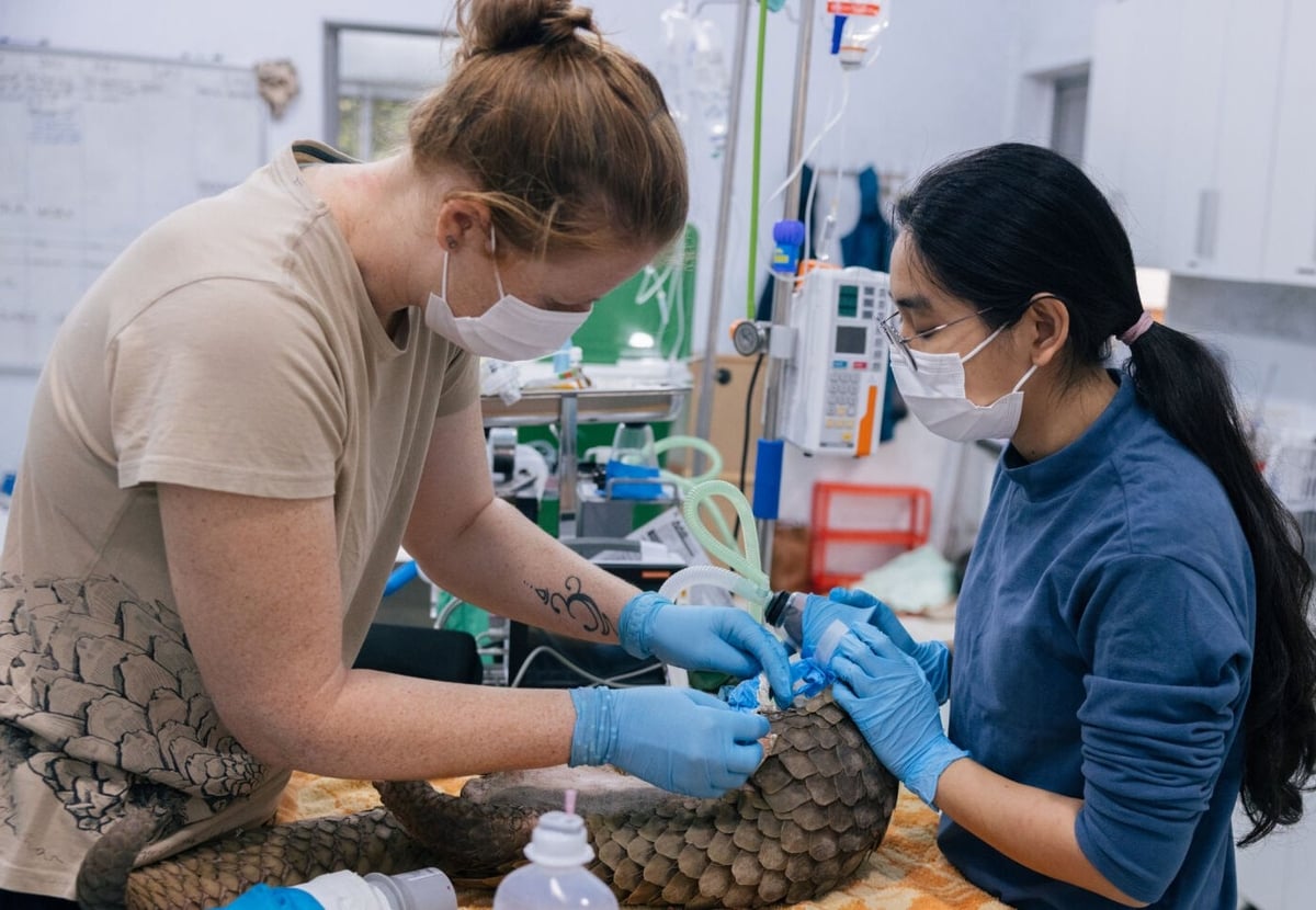 Chuyên gia nước ngoài hỗ trợ công tác bảo tồn động vật hoang dã tại Việt Nam. Ảnh: Save Vietnam's Wildlife.
