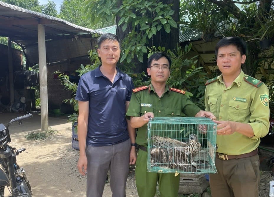 Authorities release three wild hawks back into their natural habitat. Photo: CTV