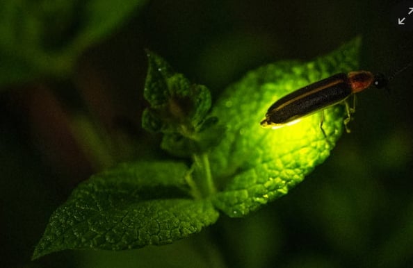 A firefly lights up on a leaf in Chicago, Illinois, on 7 July 2024. Photograph: E Jason Wambsgans/Chicago Tribune via Getty Images.