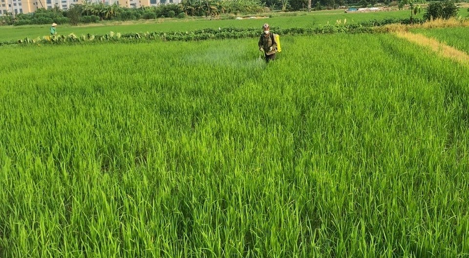 Chị Lương Thị Hợp đội 10 thôn An Đông, xã An Phú (TP Hải Phòng) phun thuốc trừ cỏ lồng vực cho lúa mùa. Ảnh: Hữu Vân.