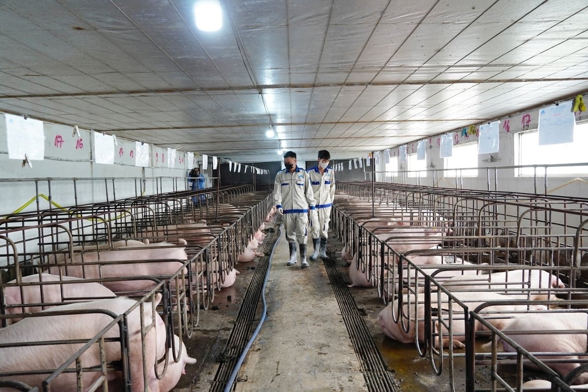 Farmers should combine the application of biosecurity measures with vaccination to minimize losses if the disease occurs at their farming facilities. Photo: Hong Tham.