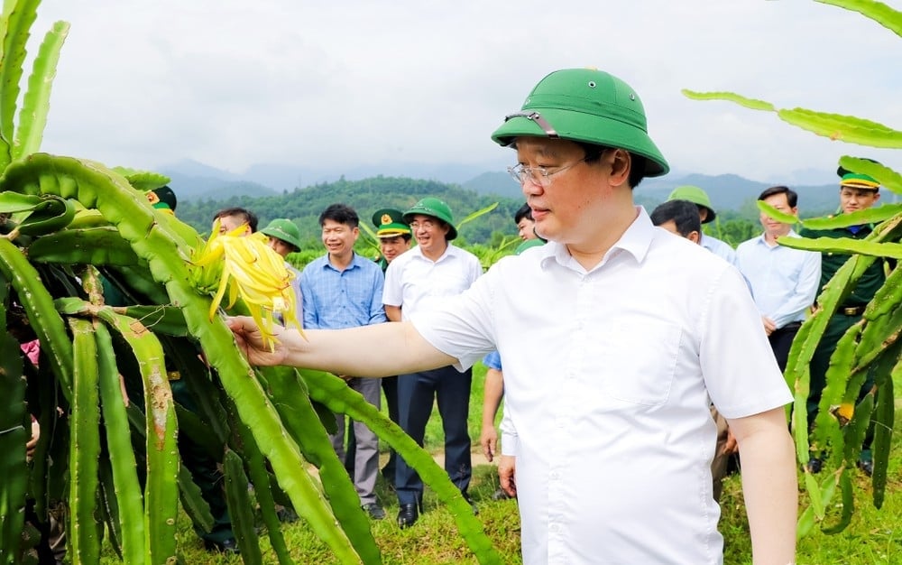 Bí thư Tỉnh ủy Nghệ An Nguyễn Đức Trung thăm mô hình trồng thanh long ruột đỏ tại huyện Tương Dương (cũ), tỉnh Nghệ An. Ảnh: Phạm Bằng.
