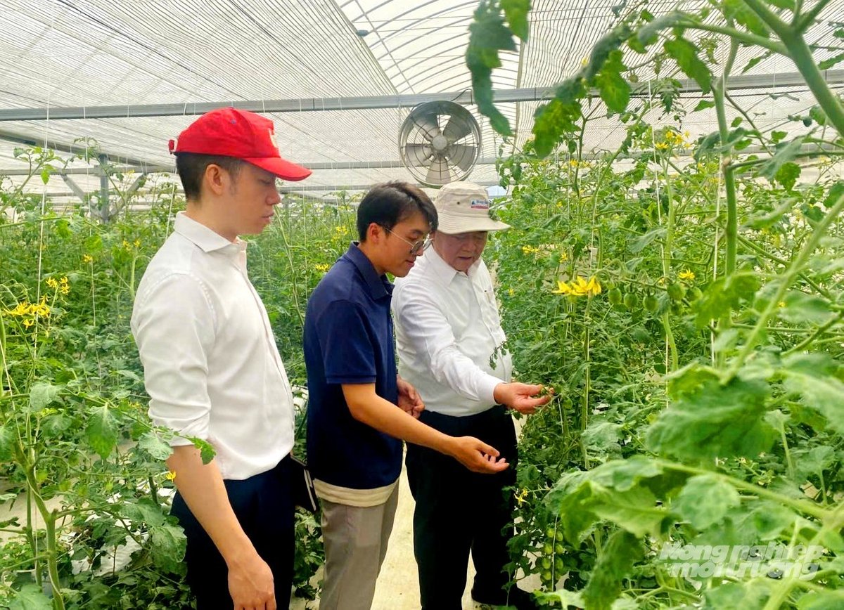 Trình bày minh họa quy trình sử dụng chế phẩm sinh học phòng trừ bệnh hại. Ảnh: Gia Phú. Trình bày minh họa quy trình sử dụng chế phẩm sinh học phòng trừ bệnh hại. Ảnh: Gia Phú.